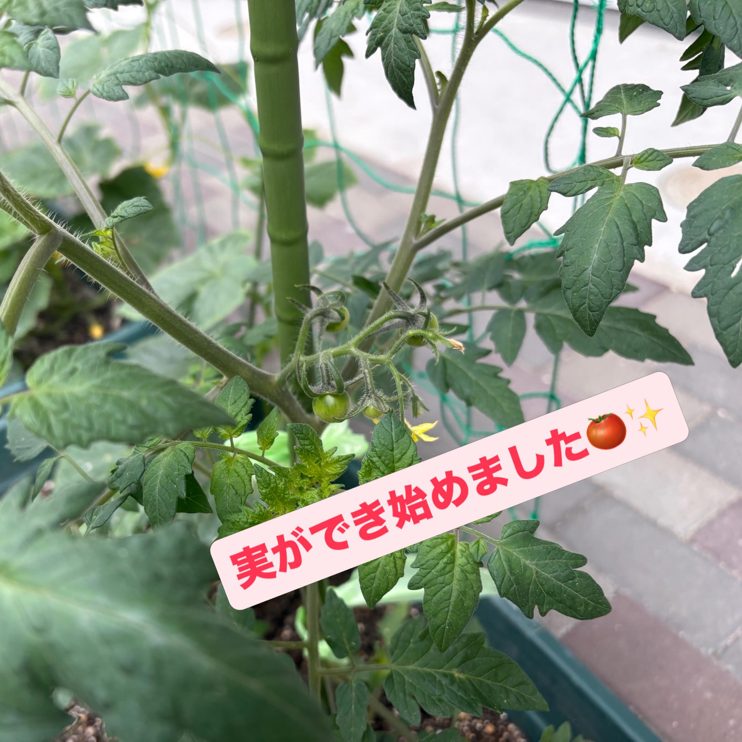 スライドショー